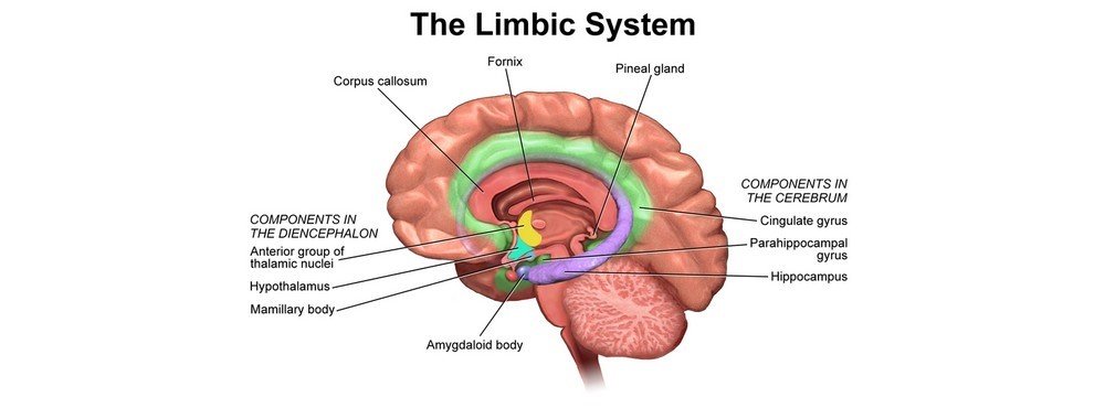 Gym Neuroscience - The Limbic Brain